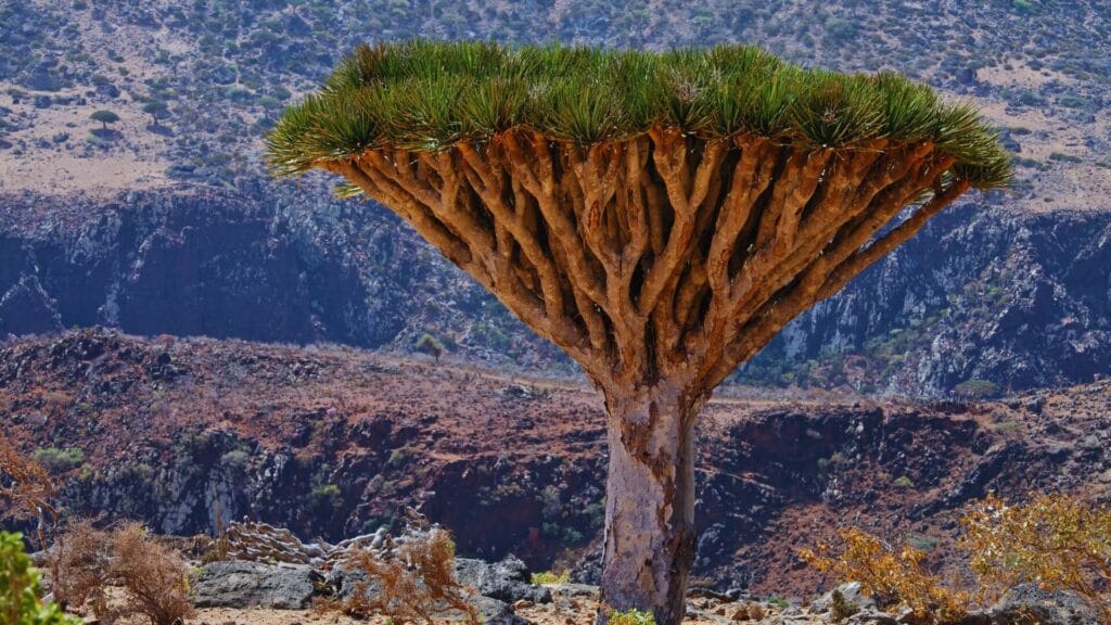 سقطرى-صورة-هوية-شجره-سقطرى