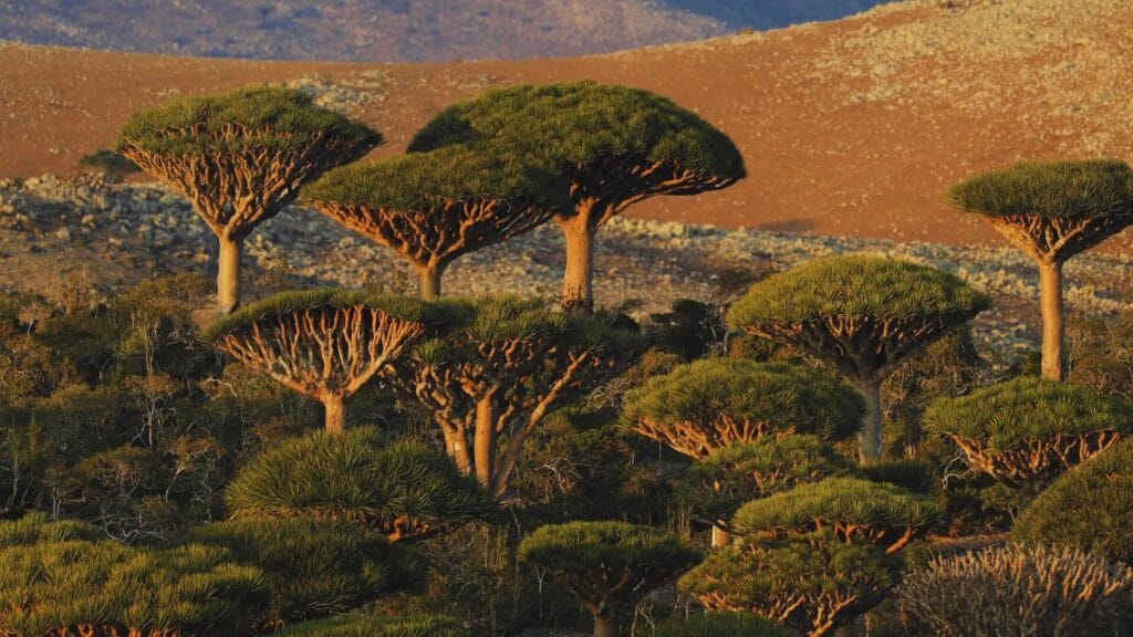 سقطرى-صورة-هوية